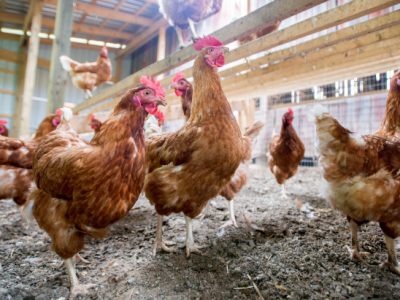 Ismét zártan kell tartani a baromfikat hét vármegyében madárinfluenza-veszély miatt