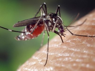 Három megyében irtják a szúnyogokat a héten