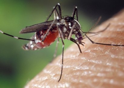 Új betegségek jelenhetnek meg a hosszabb szúnyogszezon miatt