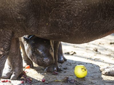 Törpe víziló született a Nyíregyházi Állatparkban