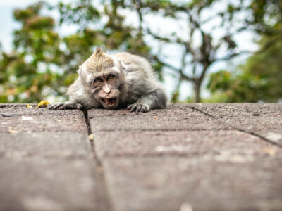 Regisztrálták az első majomhimlővel fertőzött beteget Szlovéniában