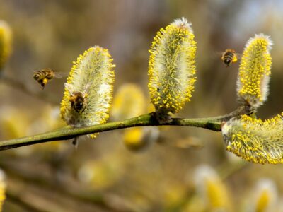 Enyhébb az idei tavaszi pollenszezon a tavalyinál