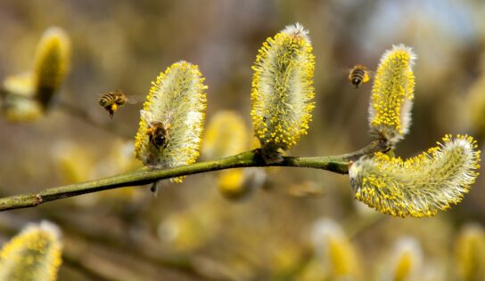 Van megoldás a pollenallergiások tüneteinek enyhítésére