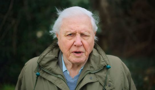 Királyi kitüntetést kapott David Attenborough a wales-i hercegtől