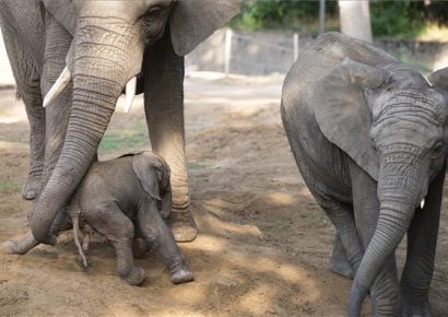 Afrikai elefánt született a Nyíregyházi Állatparkban – Fotó!