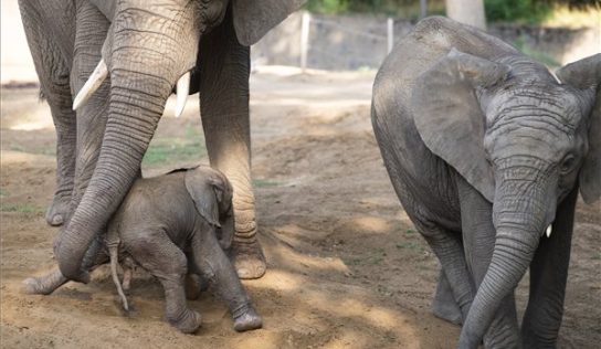 Afrikai elefánt született a Nyíregyházi Állatparkban – Fotó!