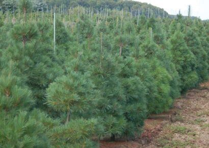 Csaknem 10 százalékkal drágulhat idén a karácsonyfa