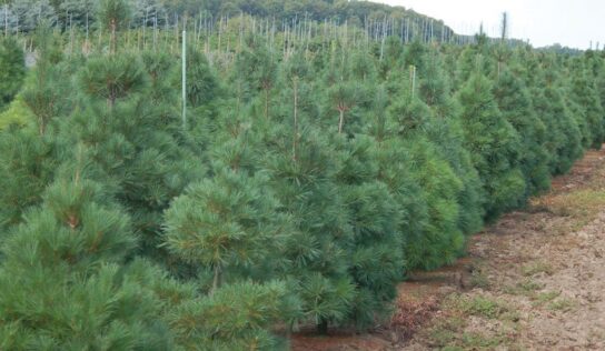 Csaknem 10 százalékkal drágulhat idén a karácsonyfa