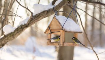 A téli madáretetés 5 legfontosabb szabálya