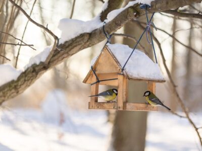 A téli madáretetés 5 legfontosabb szabálya