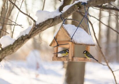 A téli madáretetés 5 legfontosabb szabálya