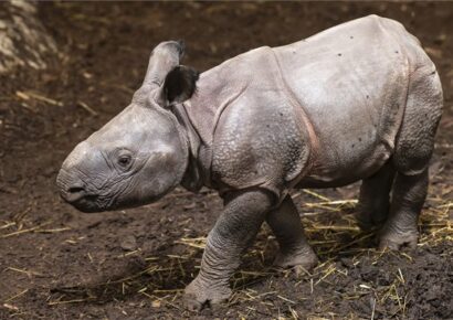 Indiai orrszarvú született a Nyíregyházi Állatparkban