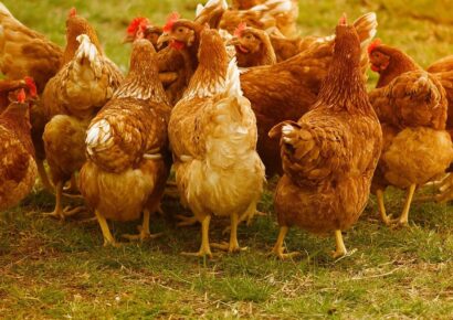 Figyelmeztetést adott ki a Nébih: Senki ne vásároljon élő baromfit a madárinfluenza-járvány miatt korlátozott területekről