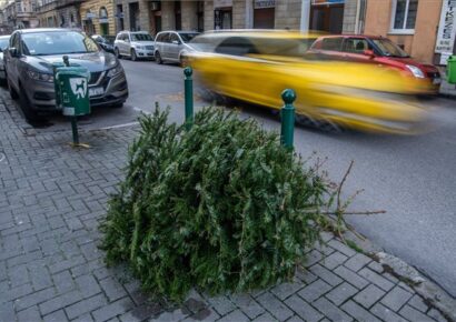 A fővárosban környezetbarát módon hasznosítják a karácsonyfákat