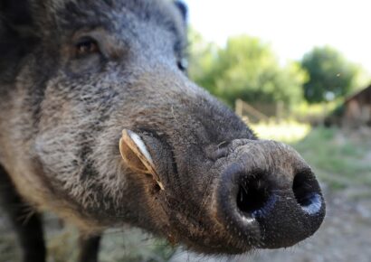 Vaddisznó miatt zárták le délután néhány órára a Margitszigetet