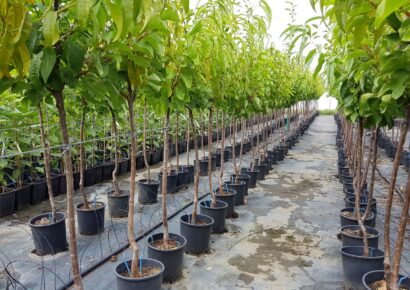 Pusztító növénykórokozó baktérium jelenlétét igazolta a Nébih három vármegyében