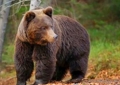 Medvetámadásban életét vesztette egy fiatal nő a romániai Bucsecs-hegységben