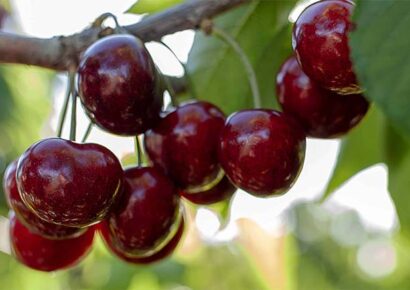 Berobbant a meggyszezon