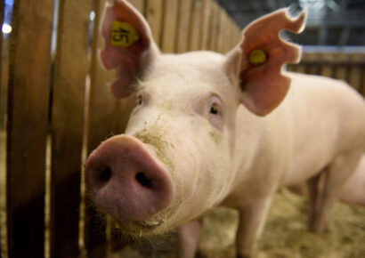 Horvátországban ismét pusztít a sertéspestis