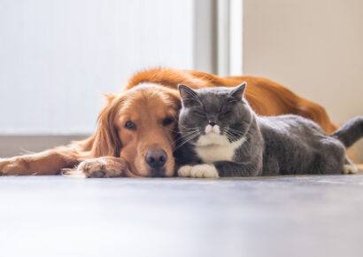 Támogatás kérhető a kisállatok ivartalanítására