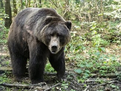 Barna- és kodiak-medvék érkeztek a Nyíregyházi Állatparkba