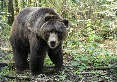 Barna- és kodiak-medvék érkeztek a Nyíregyházi Állatparkba
