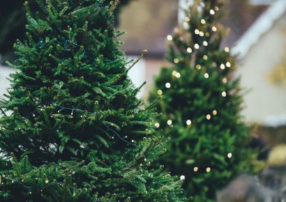 Idén tovább drágulnak a fenyőfák