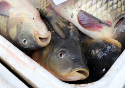 Vadásznapra és harcsapaprikás főző fesztiválra készülnek Tiszacsegén