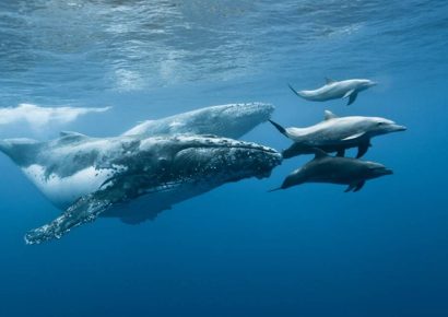 Megfejtették a bálnák énekének titkát