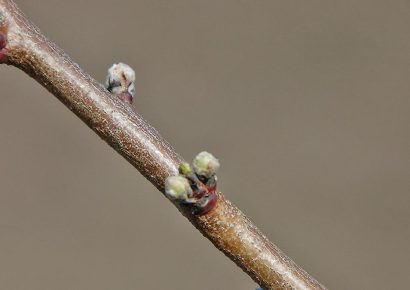 Elviheti a lehűlés a csonthéjasok termését