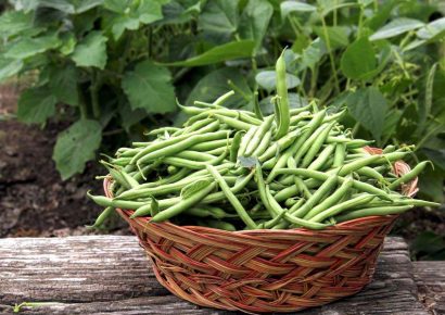 Gyorsfagyasztott zöldbabot hívott vissza az Auchan áruházlánc