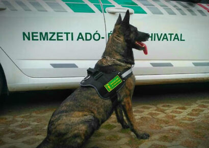 Keresőmunkára kiképezhető kutyákat vásárol a NAV