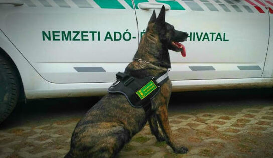 Keresőmunkára kiképezhető kutyákat vásárol a NAV