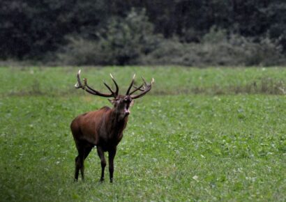 Erdőlátogatási tilalmat rendeltek el a megkezdődött szarvasbőgés miatt