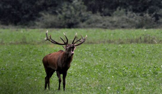 Erdőlátogatási tilalmat rendeltek el a megkezdődött szarvasbőgés miatt