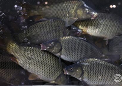 A haltermelők az idei karácsonyi szezonra sem terveznek áremelést