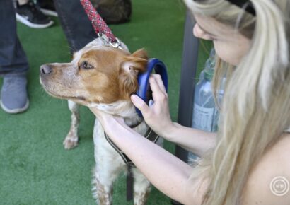 Januártól ingyenessé válik a kerékpár- és kutyaszállítás Budapesten