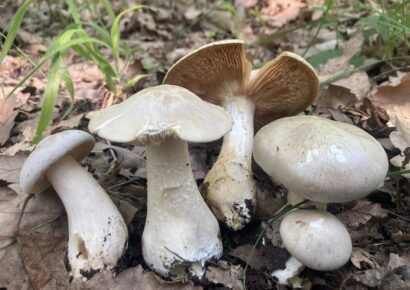 Gomba okozta az éttermi ételmérgezést Zalaegerszegen