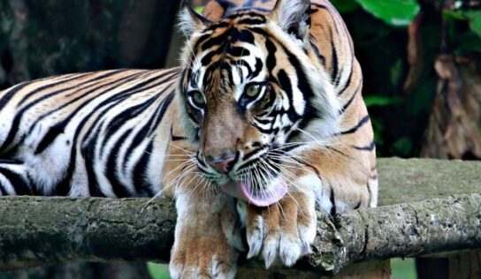 Tigris tépett szét egy gondozót egy romániai állatkertben