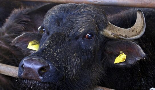 Bivalyból készül az év strandétele