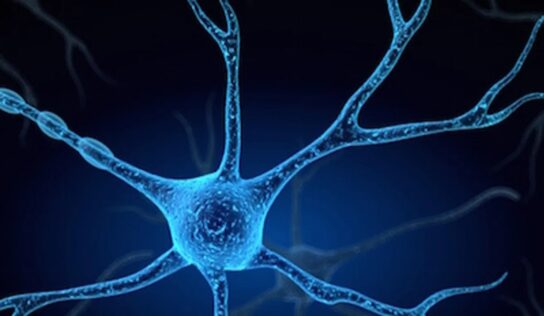 Magyar kutatók megfejtették az idegsejtek kommunikációs kódjának egyik titkát