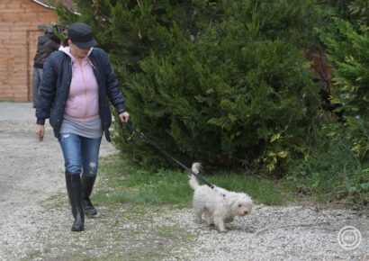 Újabb 140 töltőállomására helyezett ki kutyachip-leolvasót a Mol