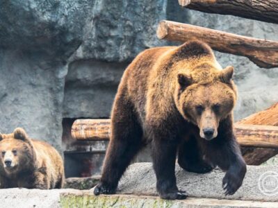 Előbújtak a medvék a Szegedi Vadasparkban