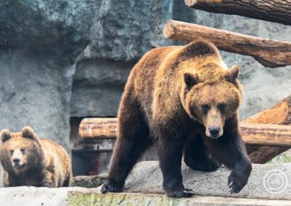 Előbújtak a medvék a Szegedi Vadasparkban