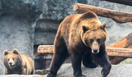 Előbújtak a medvék a Szegedi Vadasparkban