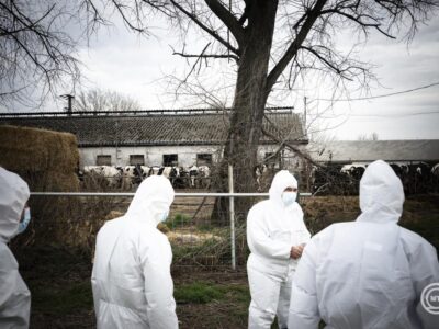 A sertések vírusfertőzésével szemben fejlesztenek új terápiás eljárást az SZTE részvételével