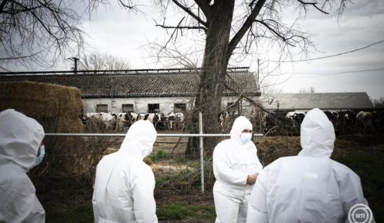 A sertések vírusfertőzésével szemben fejlesztenek új terápiás eljárást az SZTE részvételével