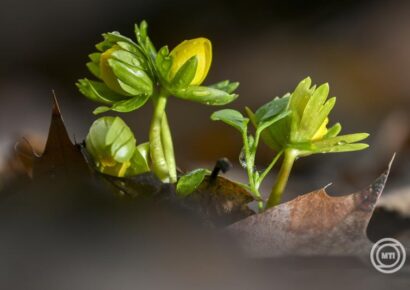 Erős széllel jelentős lehűlés érkezik a hét elején, majd derült, napos, hideg időre kell készülni