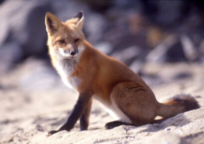 Ebzárlatot és legeltetési tilalmat rendelnek el Békés vármegyében