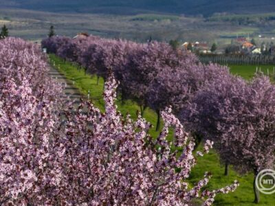 Változékony idő várható a héten, de Húsvétvasárnap már ismét enyhe, napos, tavaszi időre kell készülni